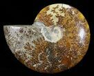 Bargain, Polished, Agatized Ammonite (Cleoniceras) - Madagascar #60748-1